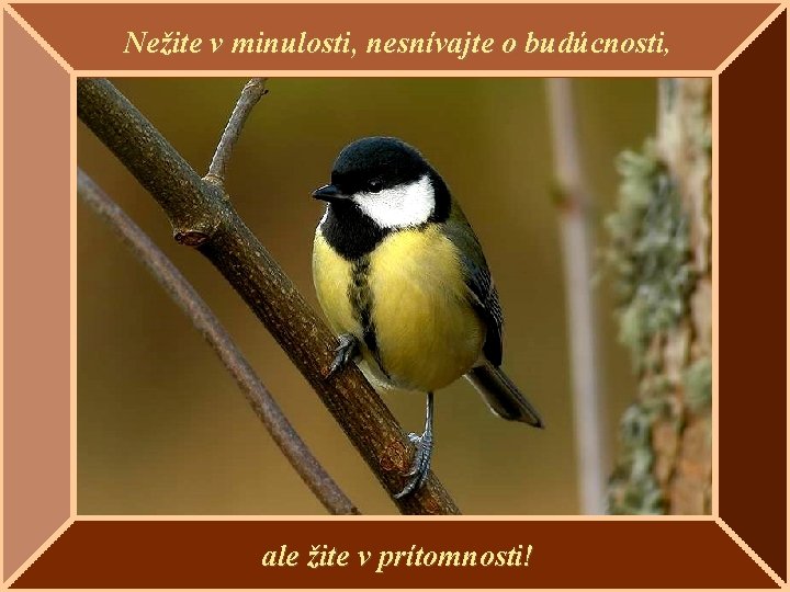 Nežite v minulosti, nesnívajte o budúcnosti, ale žite v prítomnosti! 