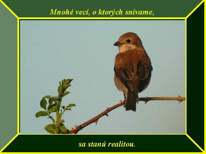 Mnohé vecí, o ktorých snívame, sa stanú realitou. 