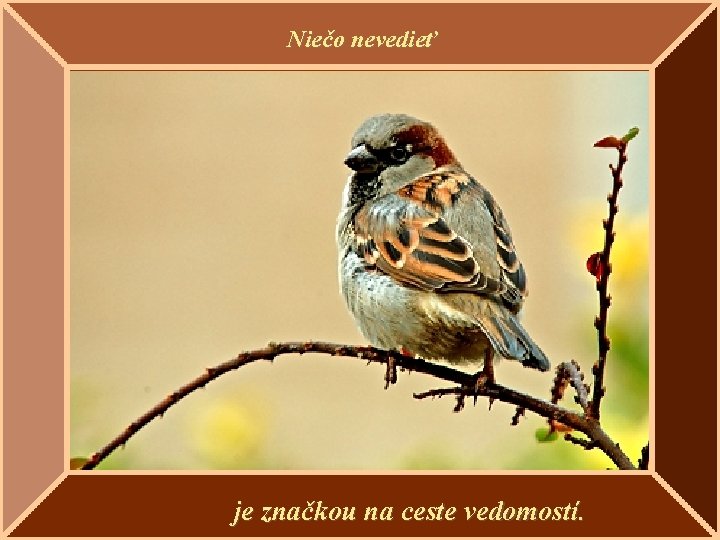 Niečo nevedieť je značkou na ceste vedomostí. 