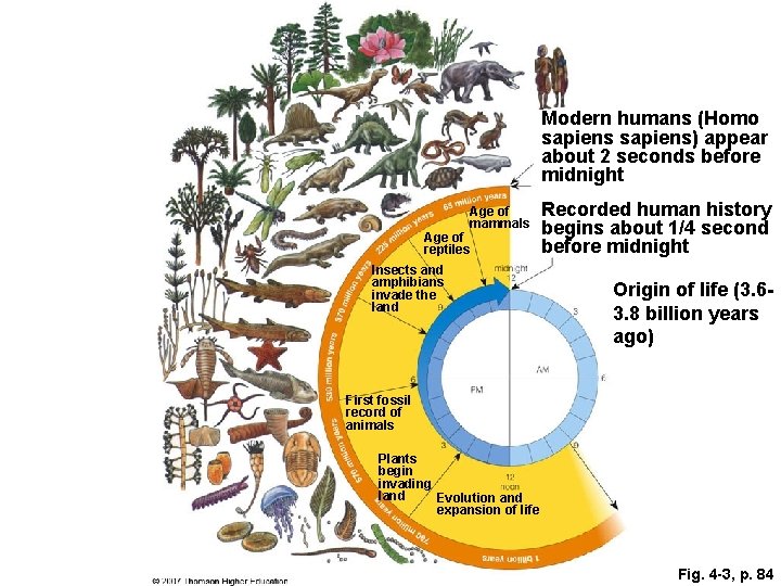 Modern humans (Homo sapiens) appear about 2 seconds before midnight Age of mammals Age