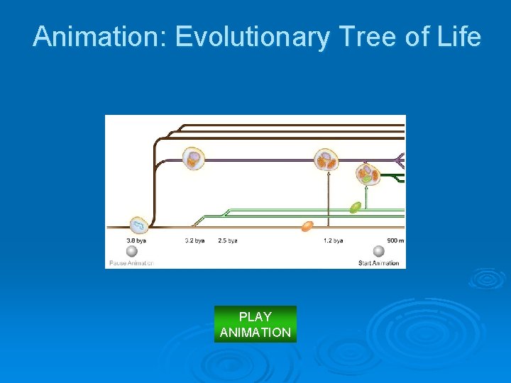 Animation: Evolutionary Tree of Life PLAY ANIMATION 
