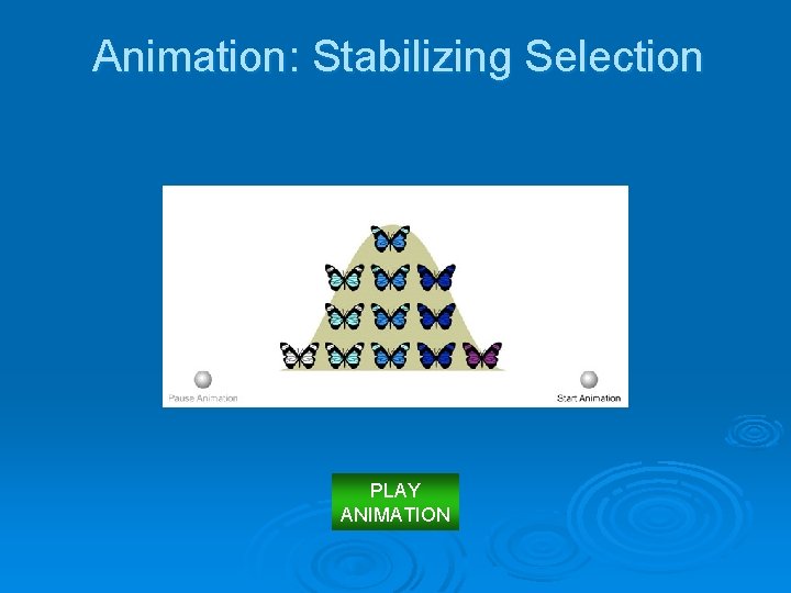 Animation: Stabilizing Selection PLAY ANIMATION 