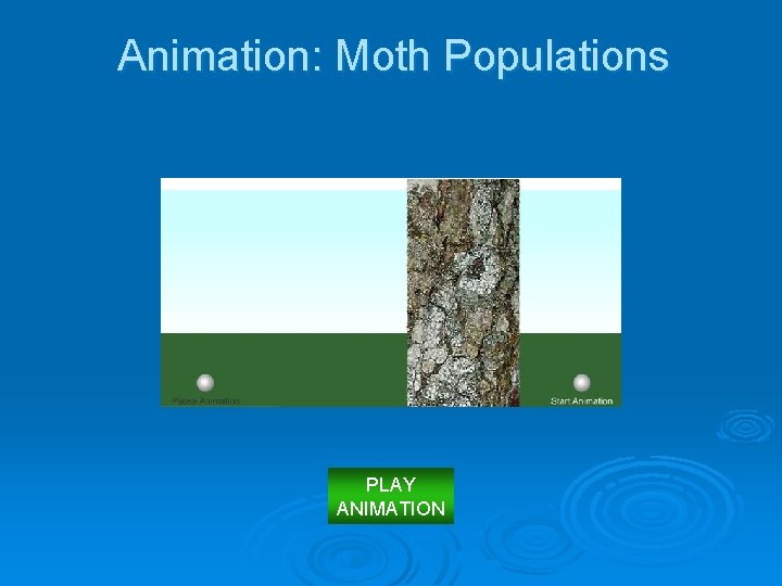 Animation: Moth Populations PLAY ANIMATION 
