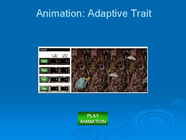 Animation: Adaptive Trait PLAY ANIMATION 