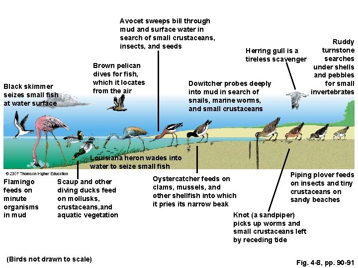 Avocet sweeps bill through mud and surface water in search of small crustaceans, insects,