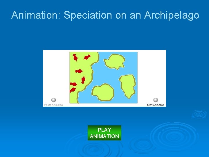 Animation: Speciation on an Archipelago PLAY ANIMATION 