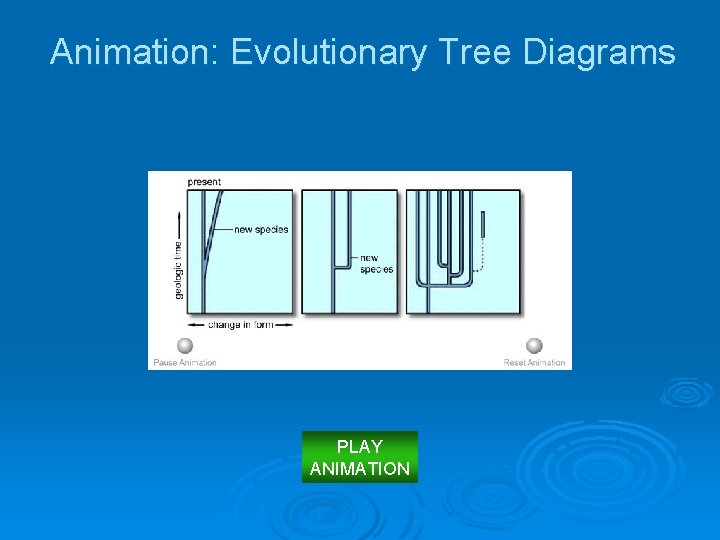 Animation: Evolutionary Tree Diagrams PLAY ANIMATION 