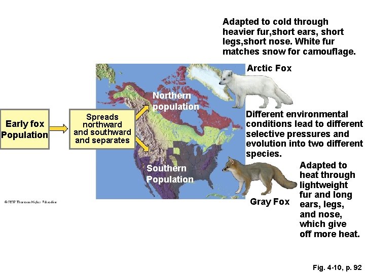 Adapted to cold through heavier fur, short ears, short legs, short nose. White fur