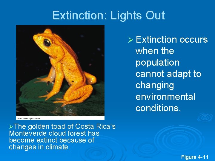Extinction: Lights Out Ø Extinction occurs when the population cannot adapt to changing environmental
