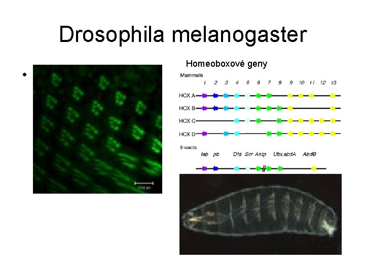 Drosophila melanogaster • Klíčové objevy: Homeoboxové geny 