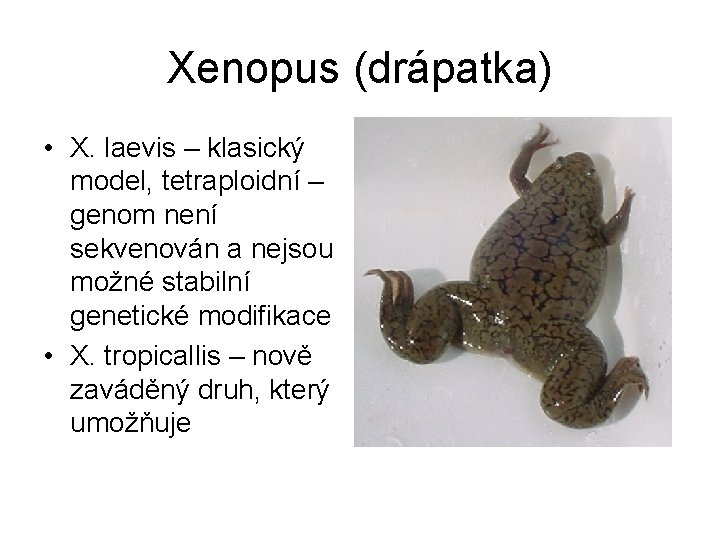 Xenopus (drápatka) • X. laevis – klasický model, tetraploidní – genom není sekvenován a