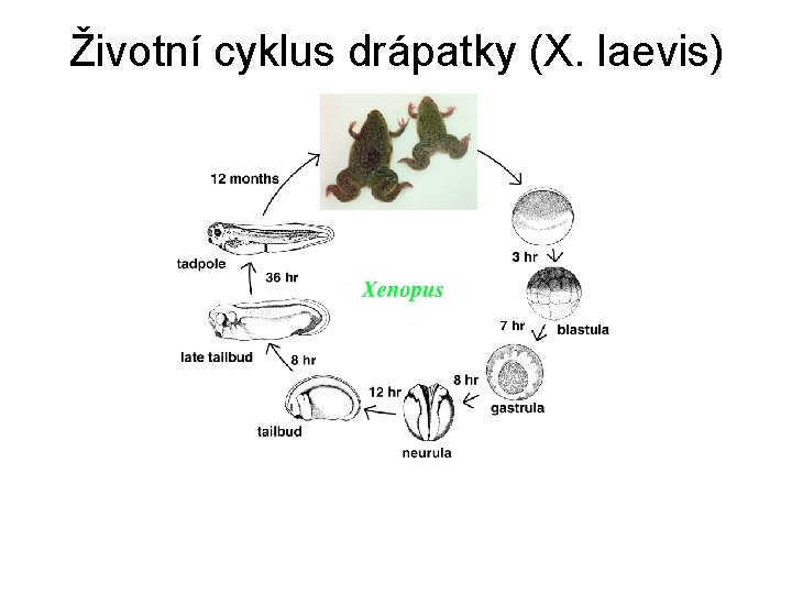 Životní cyklus drápatky (X. laevis) 