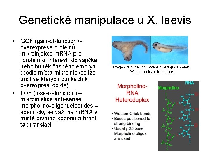 Genetické manipulace u X. laevis • GOF (gain-of-function) overexprese proteinů – mikroinjekce m. RNA
