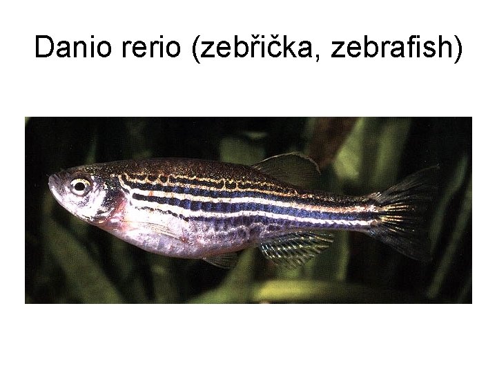 Danio rerio (zebřička, zebrafish) 