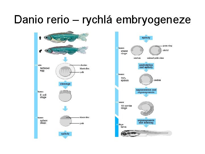 Danio rerio – rychlá embryogeneze 