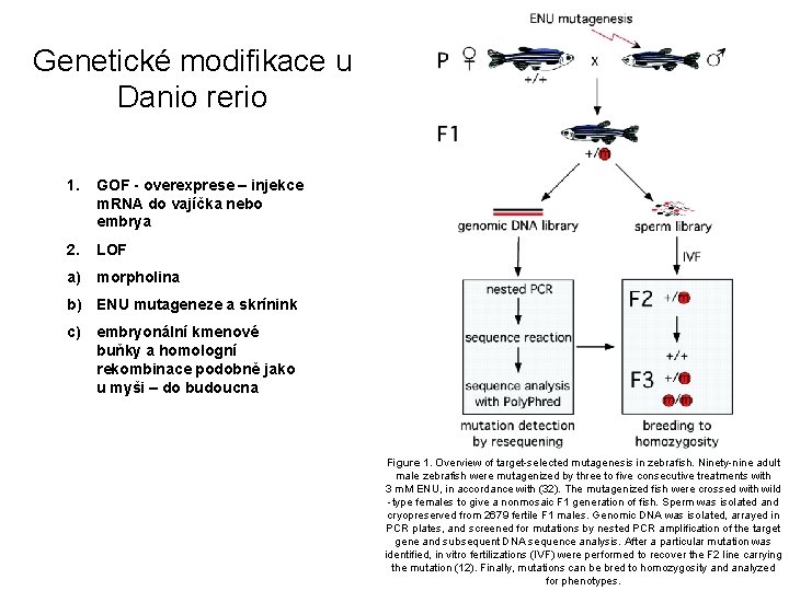 Genetické modifikace u Danio rerio 1. GOF - overexprese – injekce m. RNA do