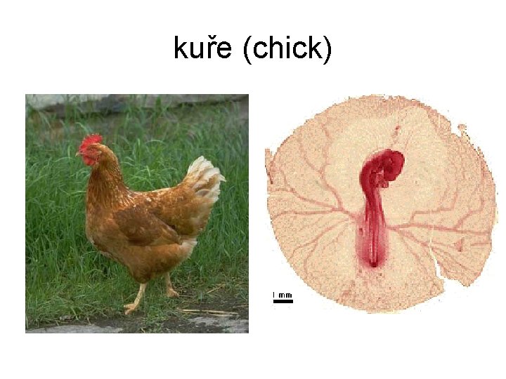 kuře (chick) 