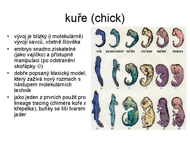 kuře (chick) • vývoj je blízký (i molekulárně) vývoji savců, včetně člověka • embryo