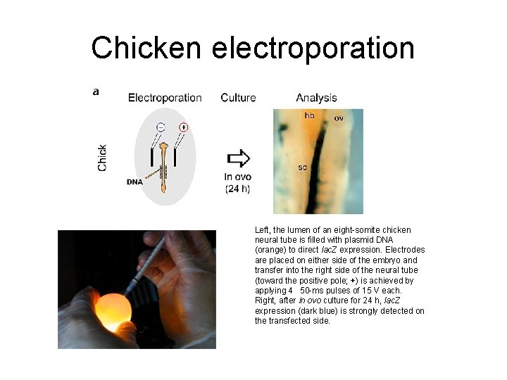 Chicken electroporation Left, the lumen of an eight-somite chicken neural tube is filled with