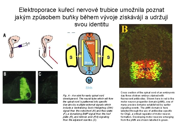 Elektroporace kuřecí nervové trubice umožnila poznat jakým způsobem buňky během vývoje získávájí a udržují