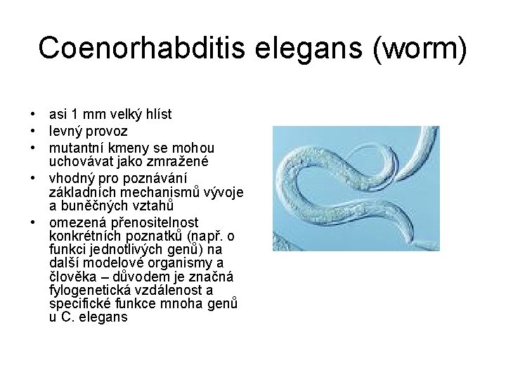 Coenorhabditis elegans (worm) • asi 1 mm velký hlíst • levný provoz • mutantní