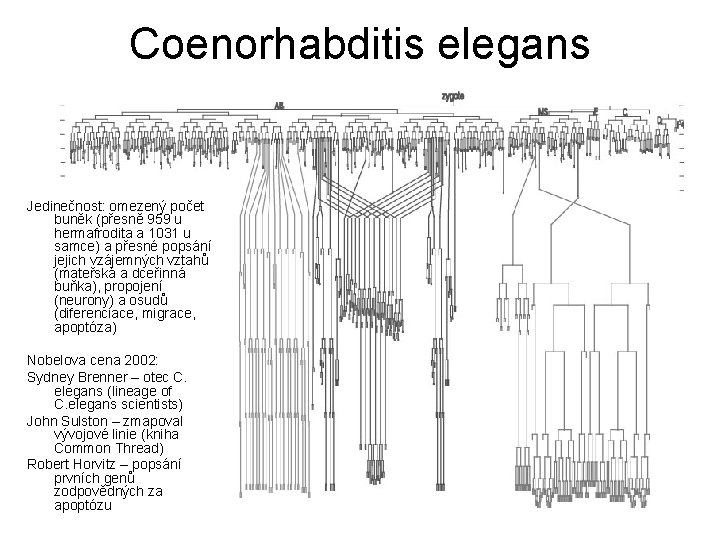 Coenorhabditis elegans Jedinečnost: omezený počet buněk (přesně 959 u hermafrodita a 1031 u samce)