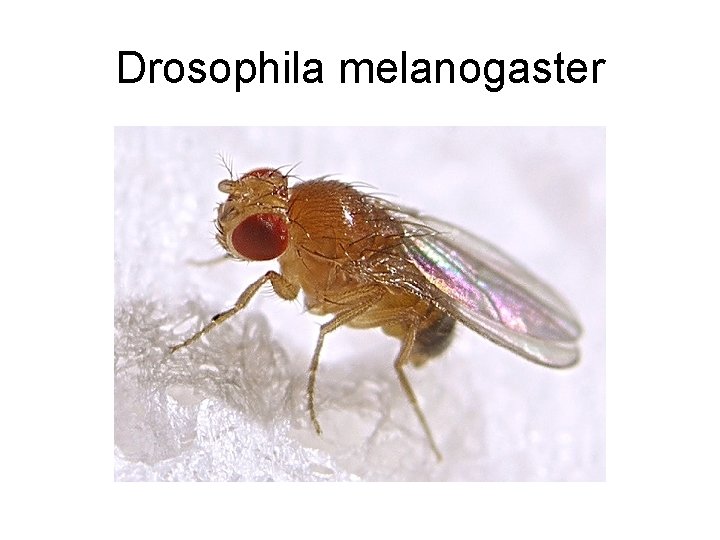 Drosophila melanogaster 