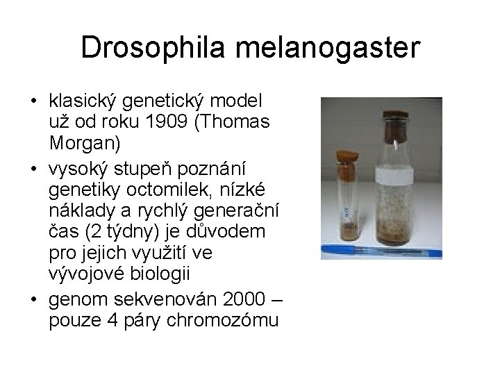 Drosophila melanogaster • klasický genetický model už od roku 1909 (Thomas Morgan) • vysoký
