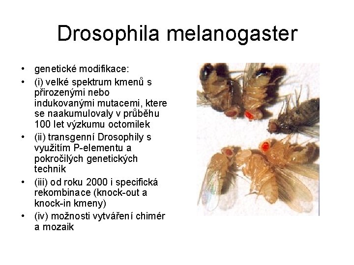 Drosophila melanogaster • genetické modifikace: • (i) velké spektrum kmenů s přirozenými nebo indukovanými