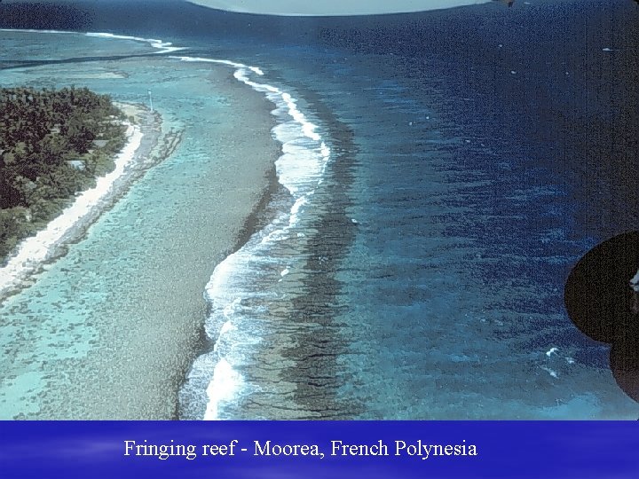 Fringing reef - Moorea, French Polynesia 