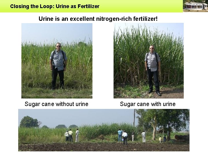 Closing the Loop: Urine as Fertilizer Urine is an excellent nitrogen-rich fertilizer! Sugar cane