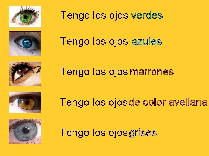 Tengo los ojos verdes Tengo los ojos azules Tengo los ojos marrones Tengo los