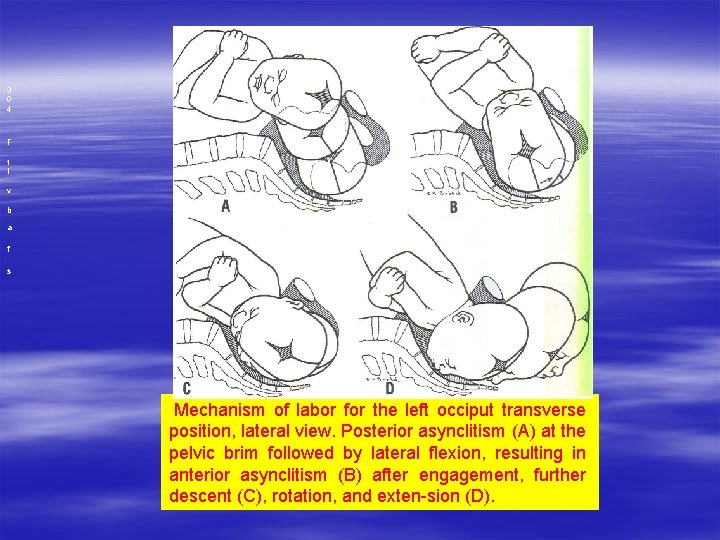 3 0 4 F t l v b a f s Mechanism of labor 3 0 4 F t l v b a f s Mechanism of labor