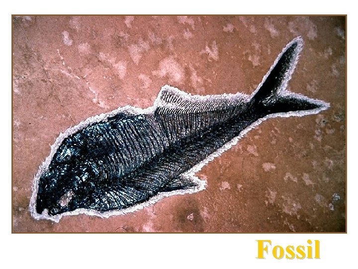 Fossil 