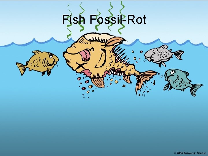 Fish Fossil-Rot 