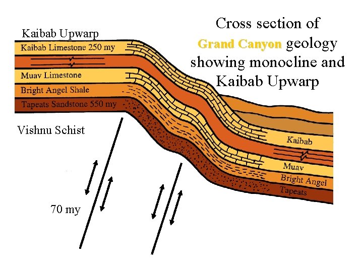 Kaibab Upwarp Vishnu Schist 70 my Cross section of Grand Canyon geology showing monocline