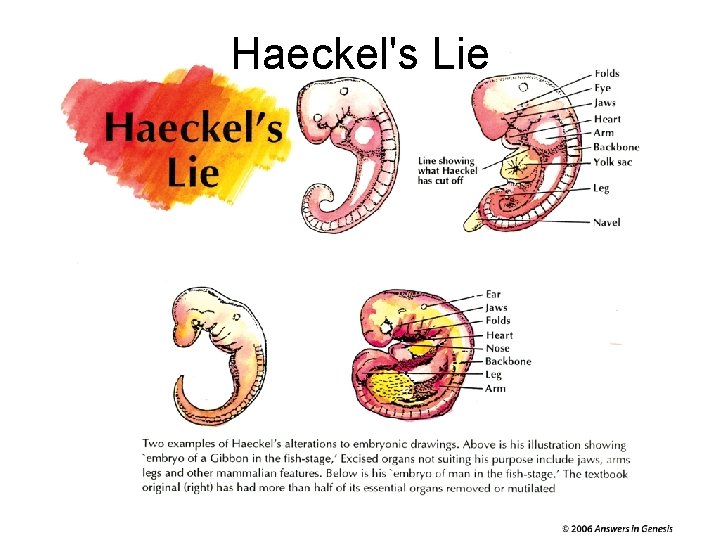 Haeckel's Lie 