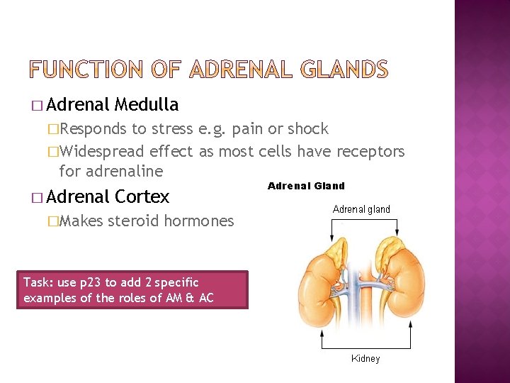 � Adrenal Medulla �Responds to stress e. g. pain or shock �Widespread effect as