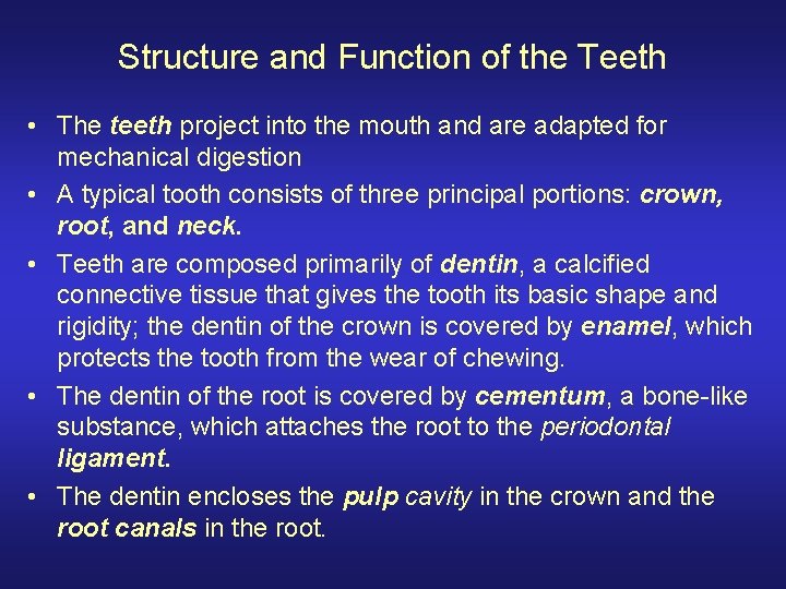 Structure and Function of the Teeth • The teeth project into the mouth and