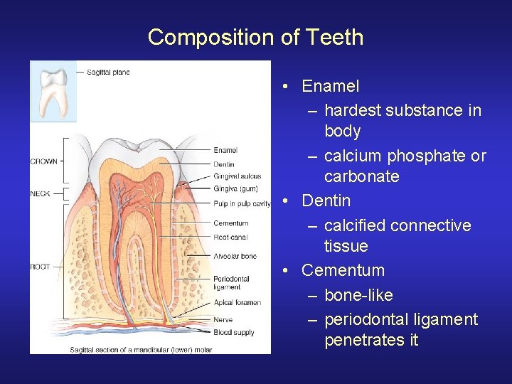 Composition of Teeth • Enamel – hardest substance in body – calcium phosphate or