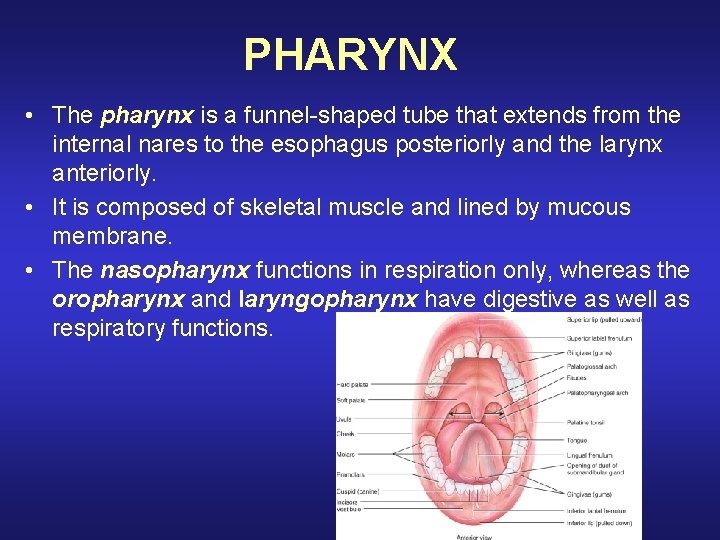 PHARYNX • The pharynx is a funnel-shaped tube that extends from the internal nares