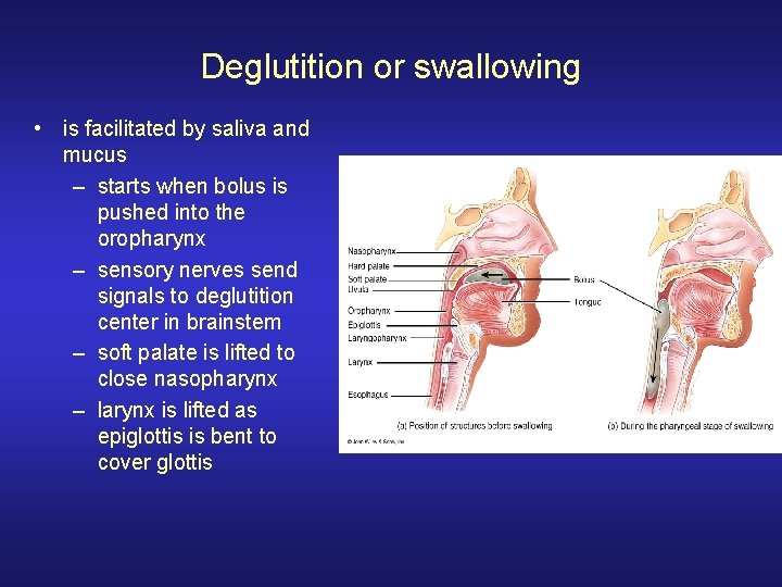 Deglutition or swallowing • is facilitated by saliva and mucus – starts when bolus