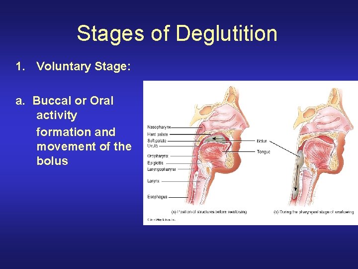 Stages of Deglutition 1. Voluntary Stage: a. Buccal or Oral activity formation and movement