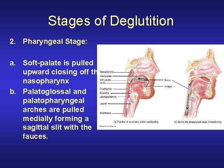 Stages of Deglutition 2. Pharyngeal Stage: a. Soft-palate is pulled upward closing off the