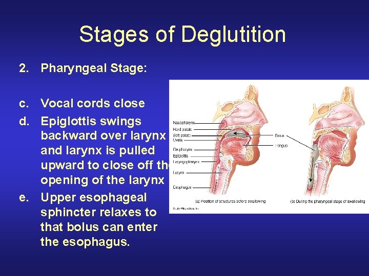 Stages of Deglutition 2. Pharyngeal Stage: c. Vocal cords close d. Epiglottis swings backward
