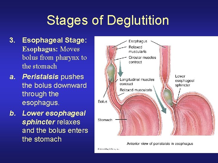 Stages of Deglutition 3. Esophageal Stage: Esophagus: Moves bolus from pharynx to the stomach