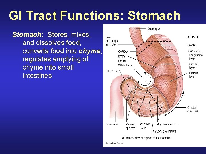 GI Tract Functions: Stomach: Stores, mixes, and dissolves food, converts food into chyme, regulates