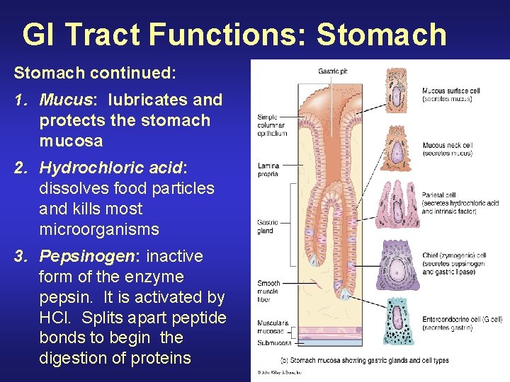 GI Tract Functions: Stomach continued: 1. Mucus: lubricates and protects the stomach mucosa 2.