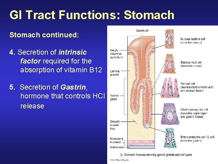 GI Tract Functions: Stomach continued: 4. Secretion of intrinsic factor required for the absorption