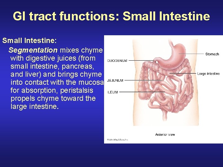 GI tract functions: Small Intestine: Segmentation mixes chyme with digestive juices (from small intestine,